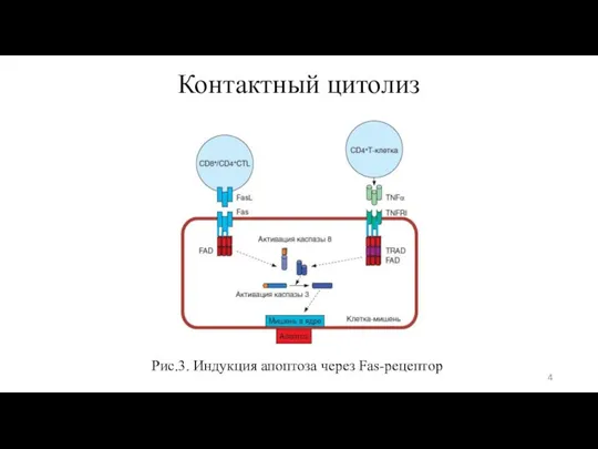 Контактный цитолиз Рис.3. Индукция апоптоза через Fas-рецептор