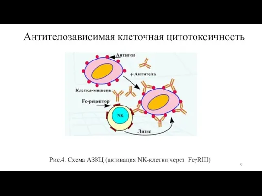 Антителозависимая клеточная цитотоксичность Рис.4. Схема АЗКЦ (активация NK-клетки через FcγRIII)