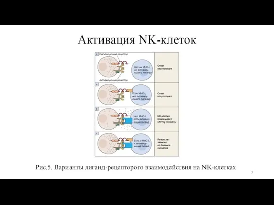 Активация NK-клеток Рис.5. Варианты лиганд-рецепторого взаимодействия на NK-клетках