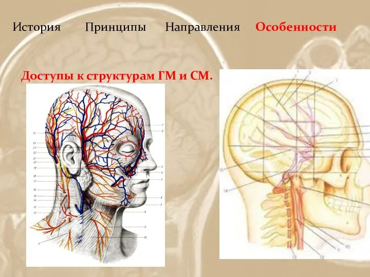 История Принципы Направления Особенности Доступы к структурам ГМ и СМ.