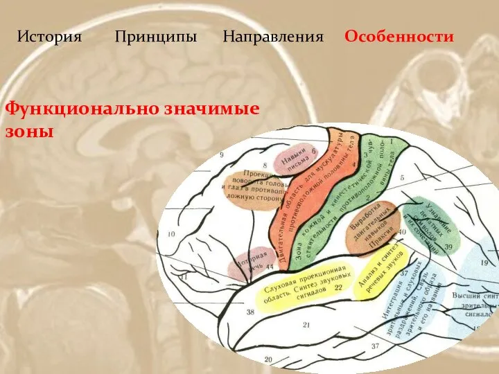 История Принципы Направления Особенности Функционально значимые зоны