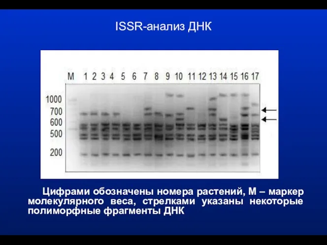 ISSR-анализ ДНК Цифрами обозначены номера растений, М – маркер молекулярного веса, стрелками