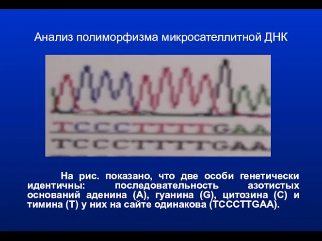 Анализ полиморфизма микросателлитной ДНК На рис. показано, что две особи генетически идентичны: