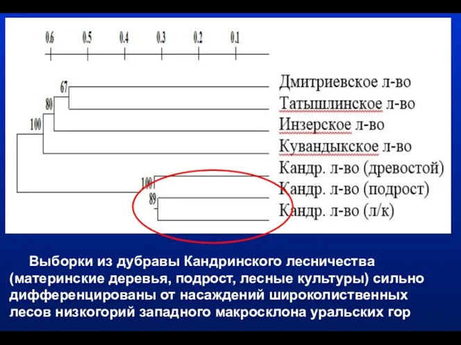 Выборки из дубравы Кандринского лесничества (материнские деревья, подрост, лесные культуры) сильно дифференцированы