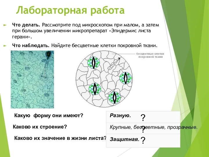 Лабораторная работа Что делать. Рассмотрите под микроскопом при малом, а затем при