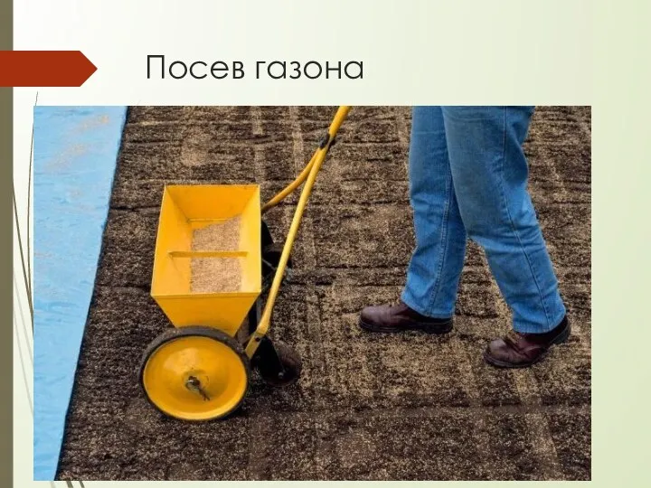 Посев газона