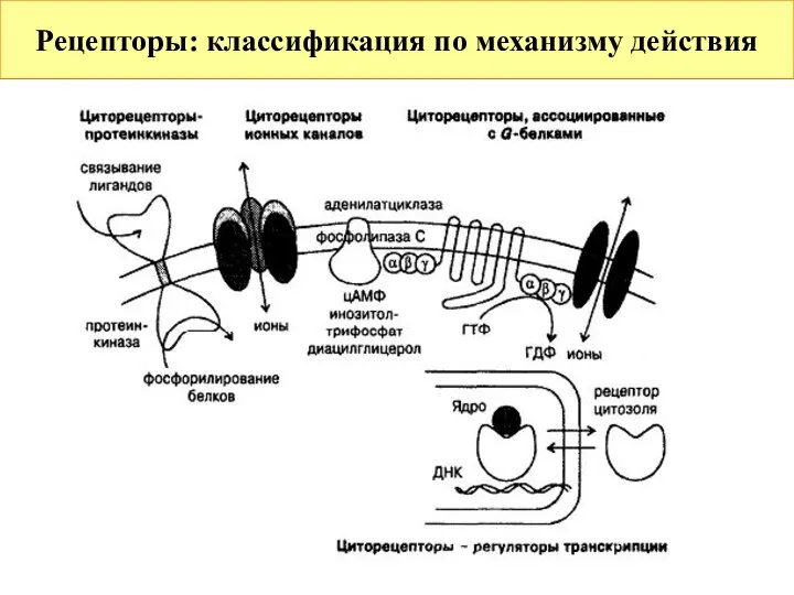 Рецепторы: классификация по механизму действия