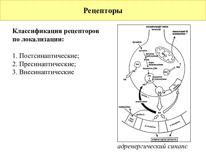 Рецепторы Классификация рецепторов по локализации: 1. Постсинаптические; 2. Пресинаптические; 3. Внесинаптические адренергический синапс