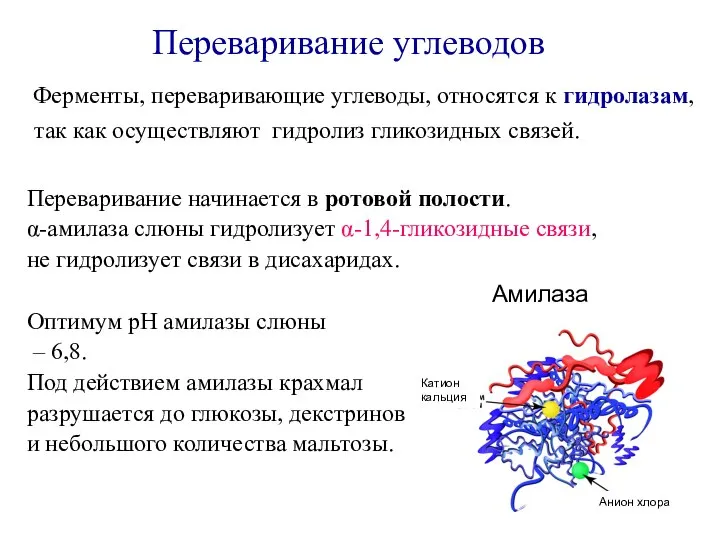 Переваривание углеводов Ферменты, переваривающие углеводы, относятся к гидролазам, так как осуществляют гидролиз