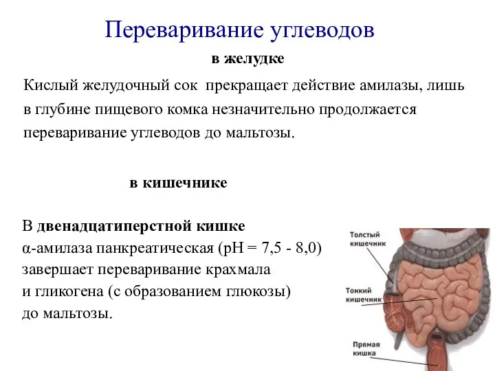 в желудке Кислый желудочный сок прекращает действие амилазы, лишь в глубине пищевого