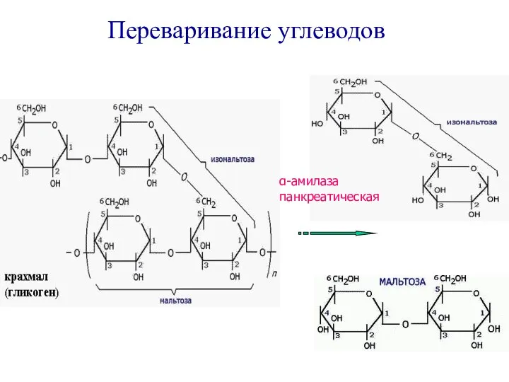 α-амилаза панкреатическая Переваривание углеводов