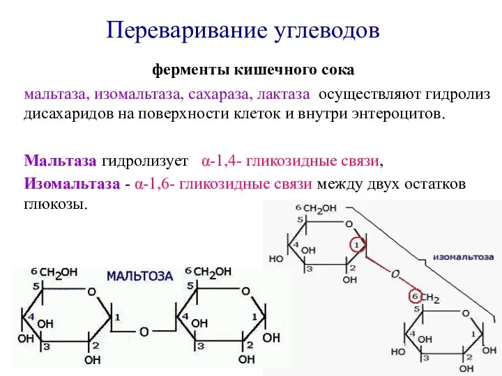 ферменты кишечного сока мальтаза, изомальтаза, сахараза, лактаза осуществляют гидролиз дисахаридов на поверхности