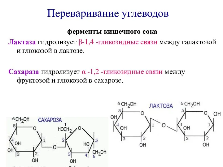 ферменты кишечного сока Лактаза гидролизует β-1,4 -гликозидные связи между галактозой и глюкозой