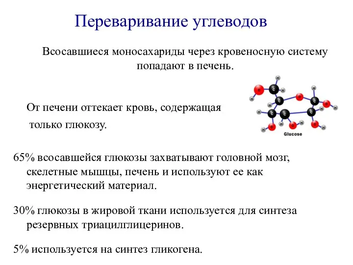 Всосавшиеся моносахариды через кровеносную систему попадают в печень. От печени оттекает кровь,