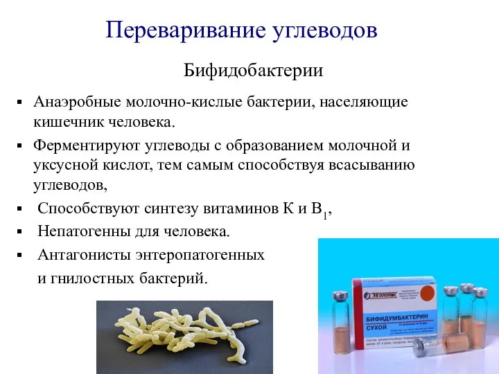 Бифидобактерии Анаэробные молочно-кислые бактерии, населяющие кишечник человека. Ферментируют углеводы с образованием молочной