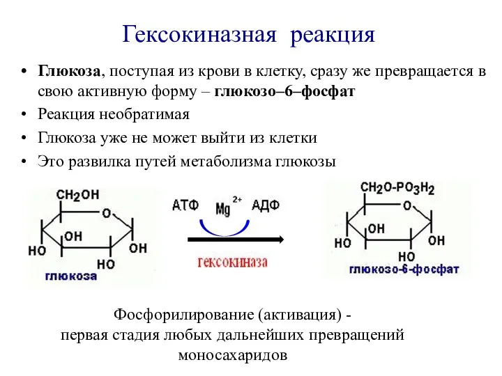 Гексокиназная реакция Глюкоза, поступая из крови в клетку, сразу же превращается в