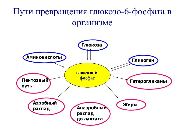 Пути превращения глюкозо-6-фосфата в организме глюкозо-6-фосфат Гликоген Глюкоза Гетерогликаны Жиры Анаэробный распад