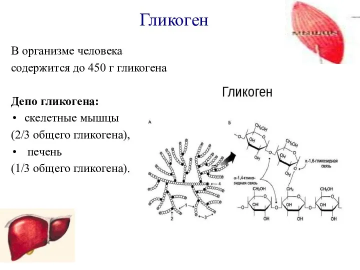 Гликоген В организме человека содержится до 450 г гликогена Депо гликогена: скелетные