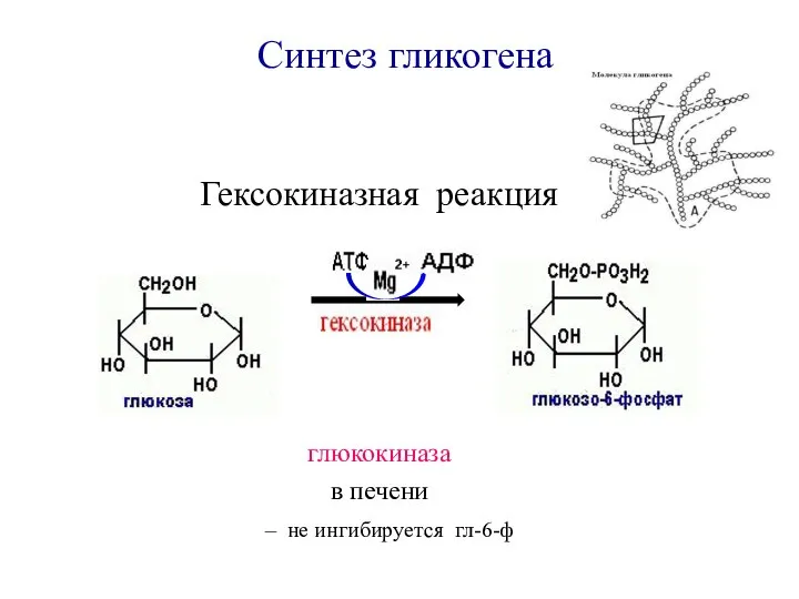 Синтез гликогена Гексокиназная реакция глюкокиназа в печени – не ингибируется гл-6-ф