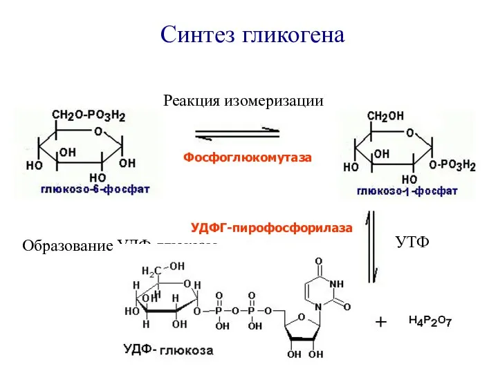 Образование УДФ-глюкозы Фосфоглюкомутаза Синтез гликогена УДФГ-пирофосфорилаза УТФ Реакция изомеризации