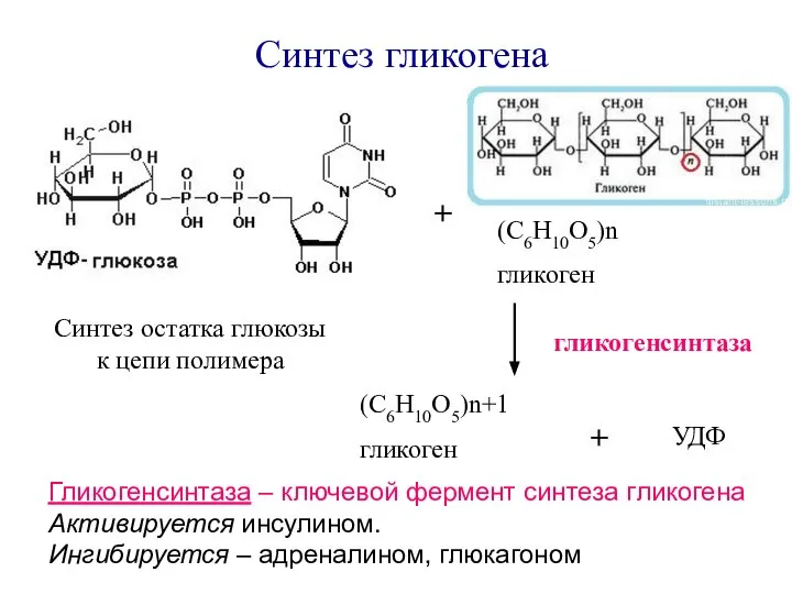 Синтез гликогена (С6Н10О5)n гликоген (С6Н10О5)n+1 гликоген УДФ гликогенсинтаза Гликогенсинтаза – ключевой фермент