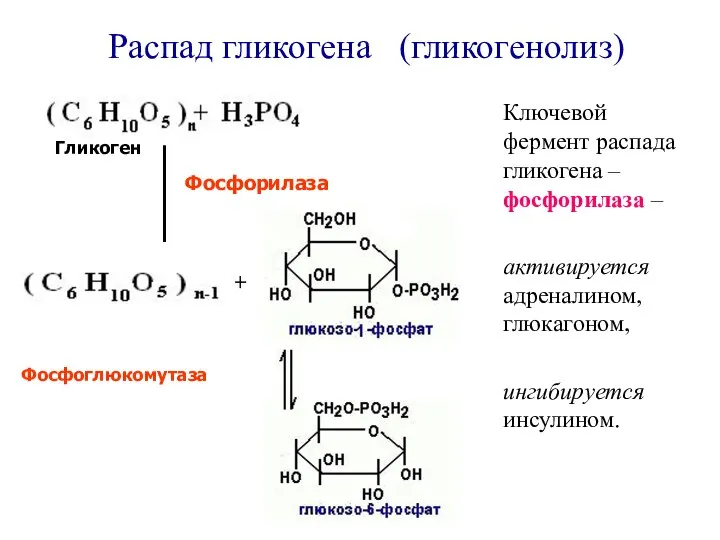 Распад гликогена (гликогенолиз) Фосфорилаза Гликоген Фосфоглюкомутаза Ключевой фермент распада гликогена –фосфорилаза –