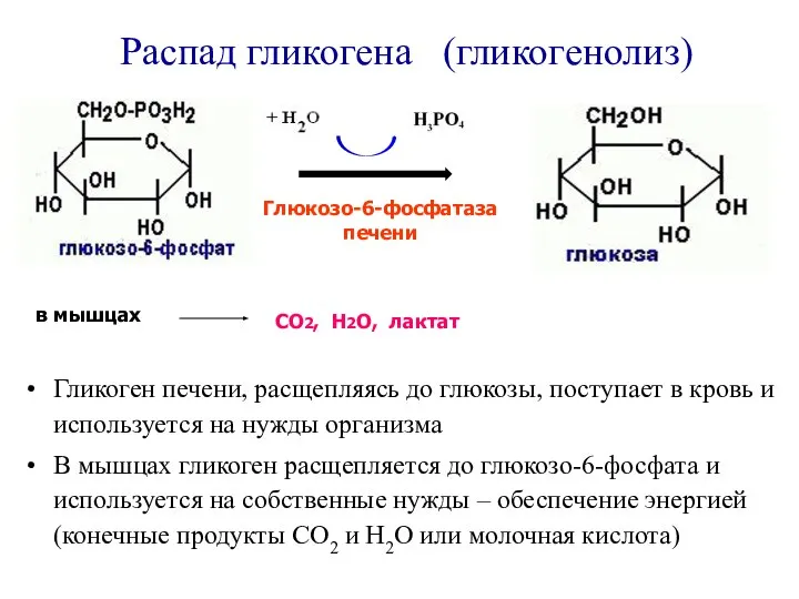 Глюкозо-6-фосфатаза печени в мышцах CO2, H2O, лактат Распад гликогена (гликогенолиз) Гликоген печени,