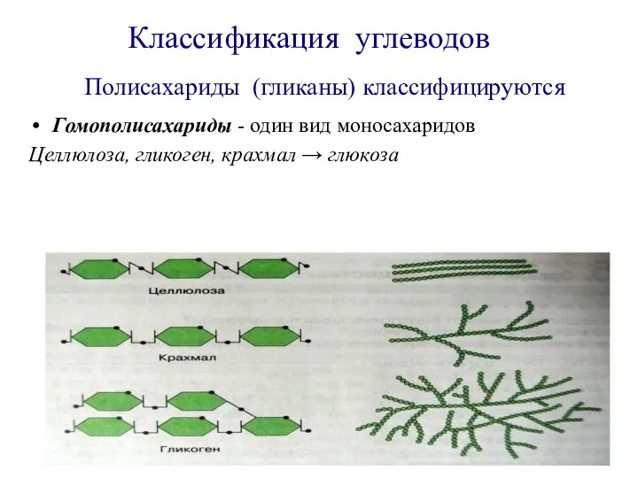 Полисахариды (гликаны) классифицируются Гомополисахариды - один вид моносахаридов Целлюлоза, гликоген, крахмал → глюкоза Классификация углеводов