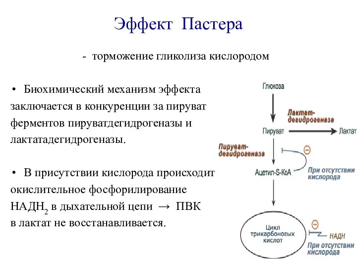 Эффект Пастера - торможение гликолиза кислородом Биохимический механизм эффекта заключается в конкуренции