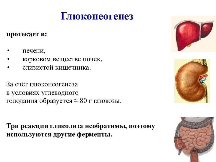 Глюконеогенез протекает в: печени, корковом веществе почек, слизистой кишечника. За счёт глюконеогенеза