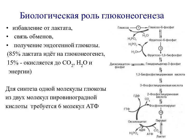 Биологическая роль глюконеогенеза избавление от лактата, связь обменов, получение эндогенной глюкозы. (85%