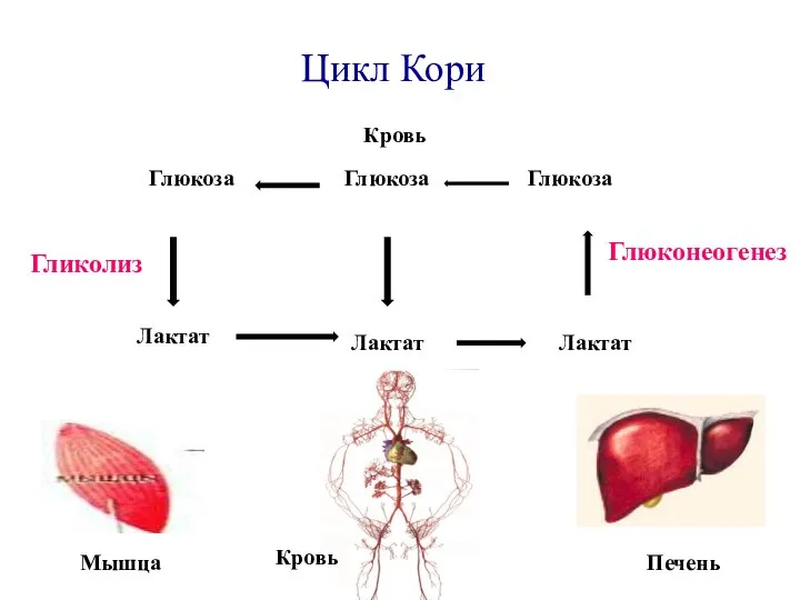 Глюконеогенез Гликолиз Кровь Глюкоза Глюкоза Глюкоза Лактат Лактат Лактат Печень Мышца Цикл Кори Кровь