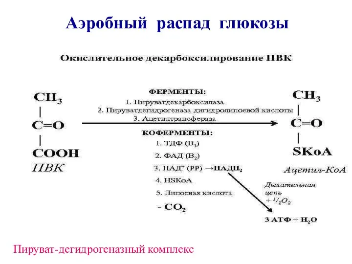 Пируват-дегидрогеназный комплекс Аэробный распад глюкозы