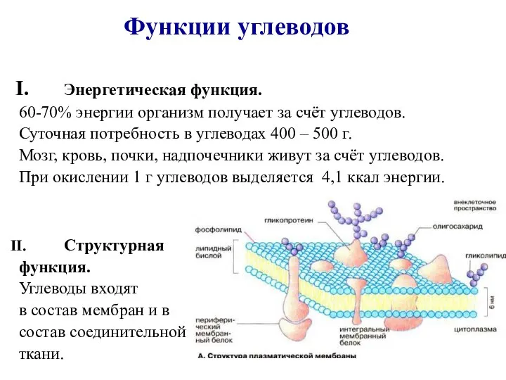 Функции углеводов Энергетическая функция. 60-70% энергии организм получает за счёт углеводов. Суточная