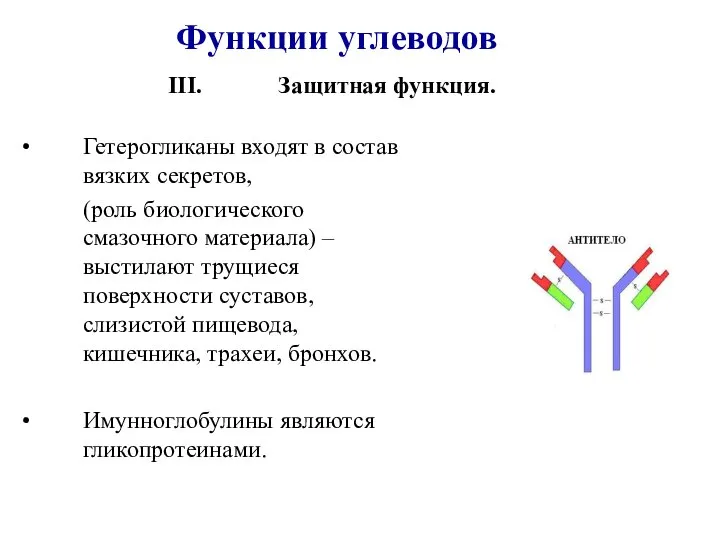 Защитная функция. Гетерогликаны входят в состав вязких секретов, (роль биологического смазочного материала)