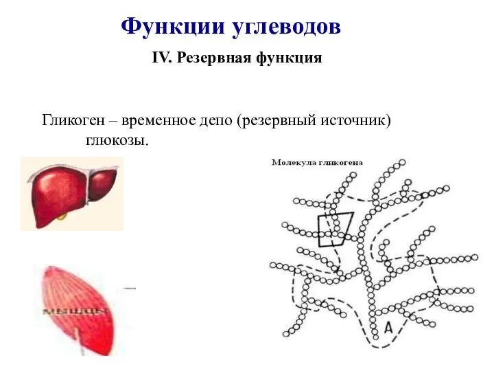 IV. Резервная функция Гликоген – временное депо (резервный источник) глюкозы. Функции углеводов