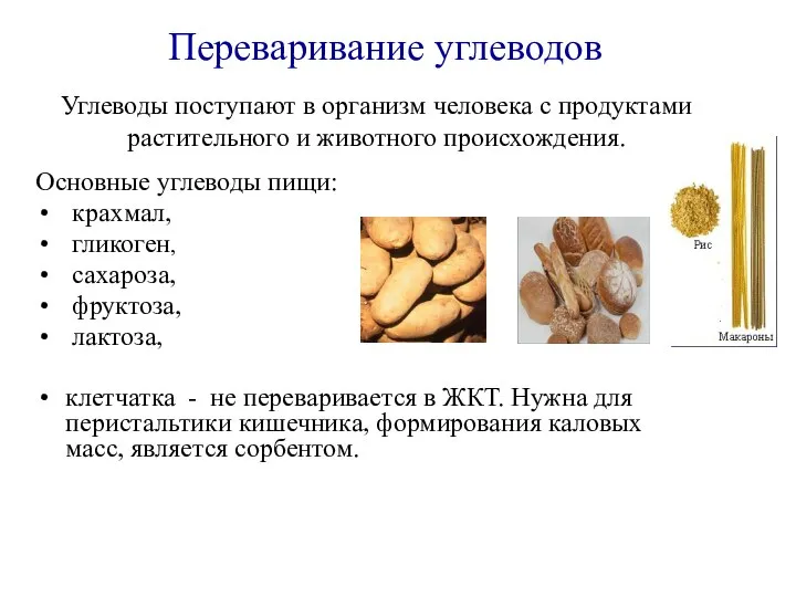 Углеводы поступают в организм человека с продуктами растительного и животного происхождения. Основные