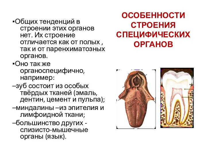 ОСОБЕННОСТИ СТРОЕНИЯ СПЕЦИФИЧЕСКИХ ОРГАНОВ ▪Общих тенденций в строении этих органов нет. Их