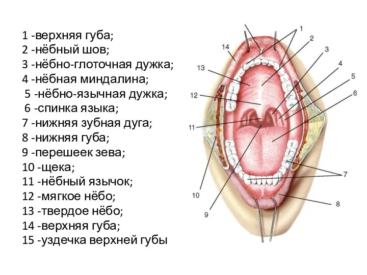 1 -верхняя губа; 2 -нёбный шов; 3 -нёбно-глоточная дужка; 4 -нёбная миндалина;
