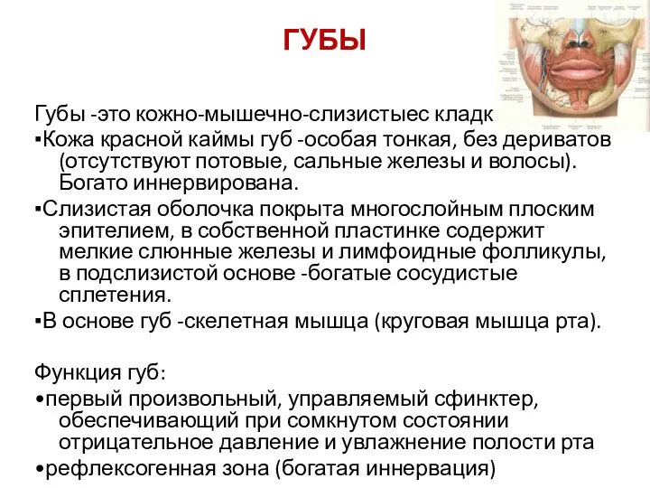 ГУБЫ Губы -это кожно-мышечно-слизистыес кладки. ▪Кожа красной каймы губ -особая тонкая, без