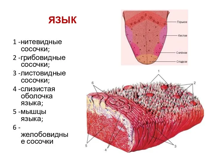 ЯЗЫК 1 -нитевидные сосочки; 2 -грибовидные сосочки; 3 -листовидные сосочки; 4 -слизистая