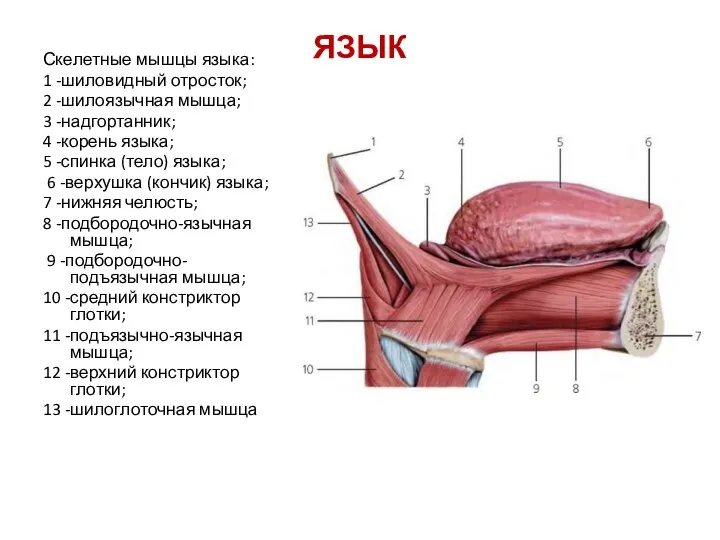 ЯЗЫК Скелетные мышцы языка: 1 -шиловидный отросток; 2 -шилоязычная мышца; 3 -надгортанник;