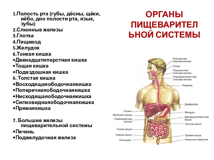 ОРГАНЫ ПИЩЕВАРИТЕЛЬНОЙ СИСТЕМЫ 1.Полость рта (губы, дёсны, щёки, нёбо, дно полости рта,