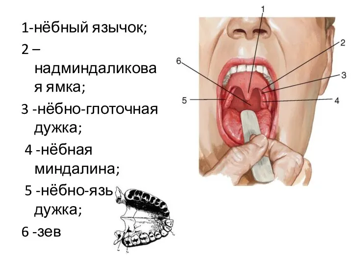 1-нёбный язычок; 2 –надминдаликовая ямка; 3 -нёбно-глоточная дужка; 4 -нёбная миндалина; 5 -нёбно-язычная дужка; 6 -зев