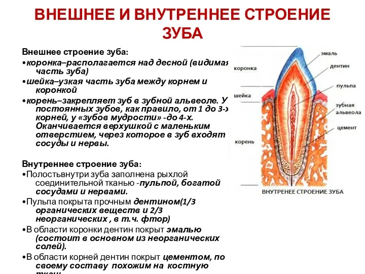 ВНЕШНЕЕ И ВНУТРЕННЕЕ СТРОЕНИЕ ЗУБА Внешнее строение зуба: •коронка–располагается над десной (видимая