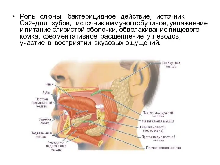 Роль слюны: бактерицидное действие, источник Са2+для зубов, источник иммуноглобулинов, увлажнение и питание