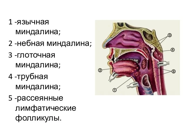 1 -язычная миндалина; 2 -небная миндалина; 3 -глоточная миндалина; 4 -трубная миндалина; 5 -рассеянные лимфатические фолликулы.