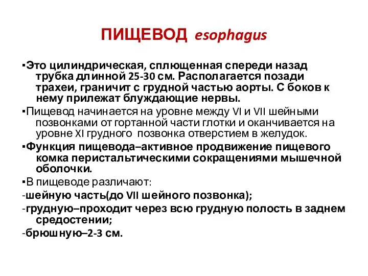 ПИЩЕВОД esophagus ▪Это цилиндрическая, сплющенная спереди назад трубка длинной 25-30 см. Располагается