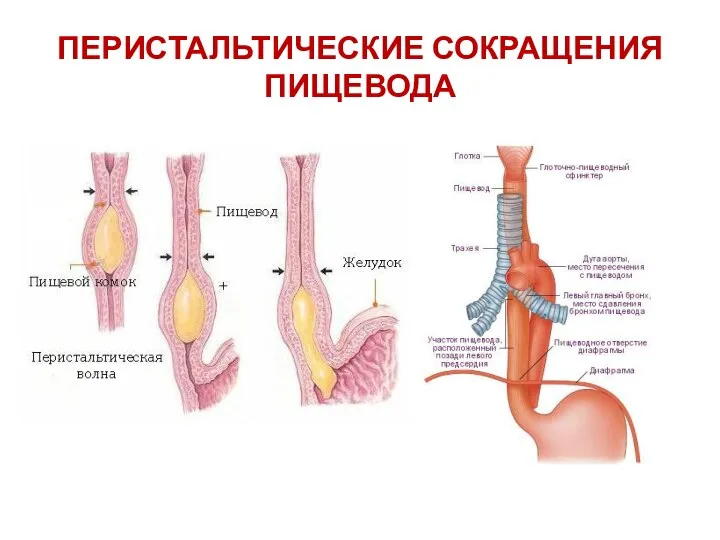 ПЕРИСТАЛЬТИЧЕСКИЕ СОКРАЩЕНИЯ ПИЩЕВОДА