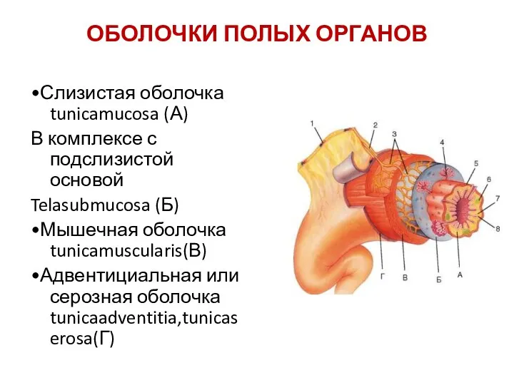 ОБОЛОЧКИ ПОЛЫХ ОРГАНОВ •Слизистая оболочка tunicamucosa (А) В комплексе с подслизистой основой